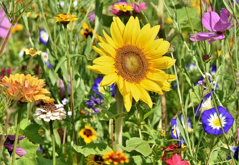 Botanical Gardens